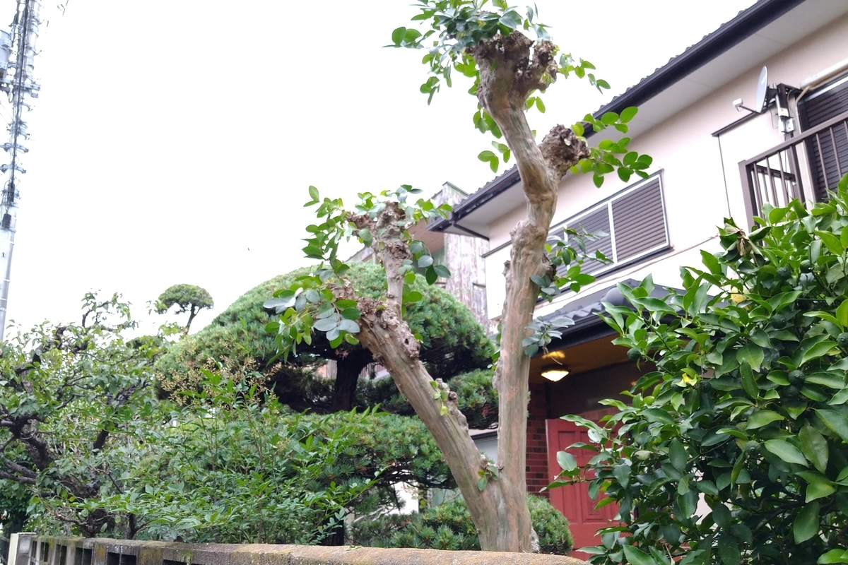 f:id:yakichimususu:20210630182158j:plain