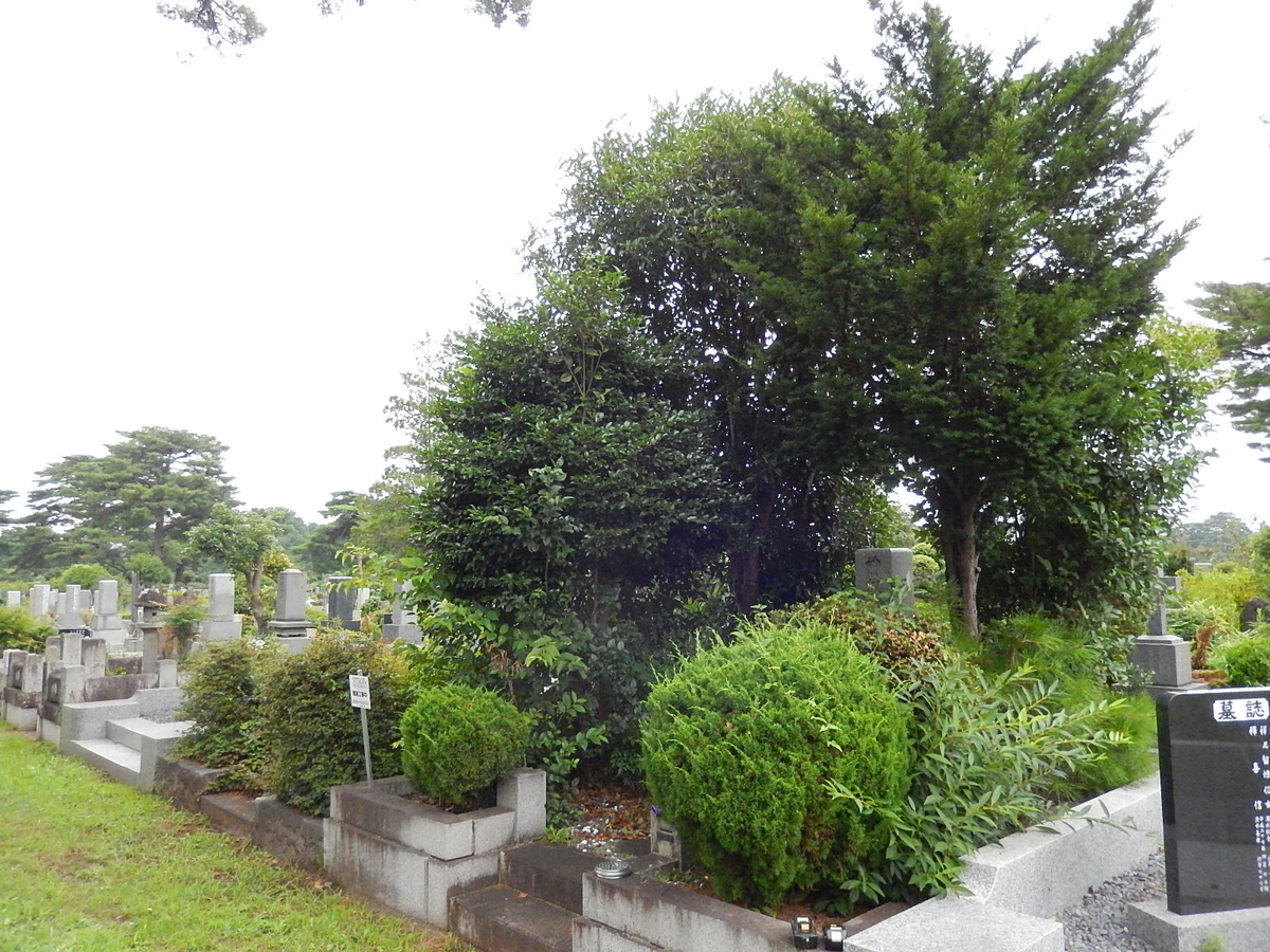 f:id:yakichimususu:20210713202945j:plain