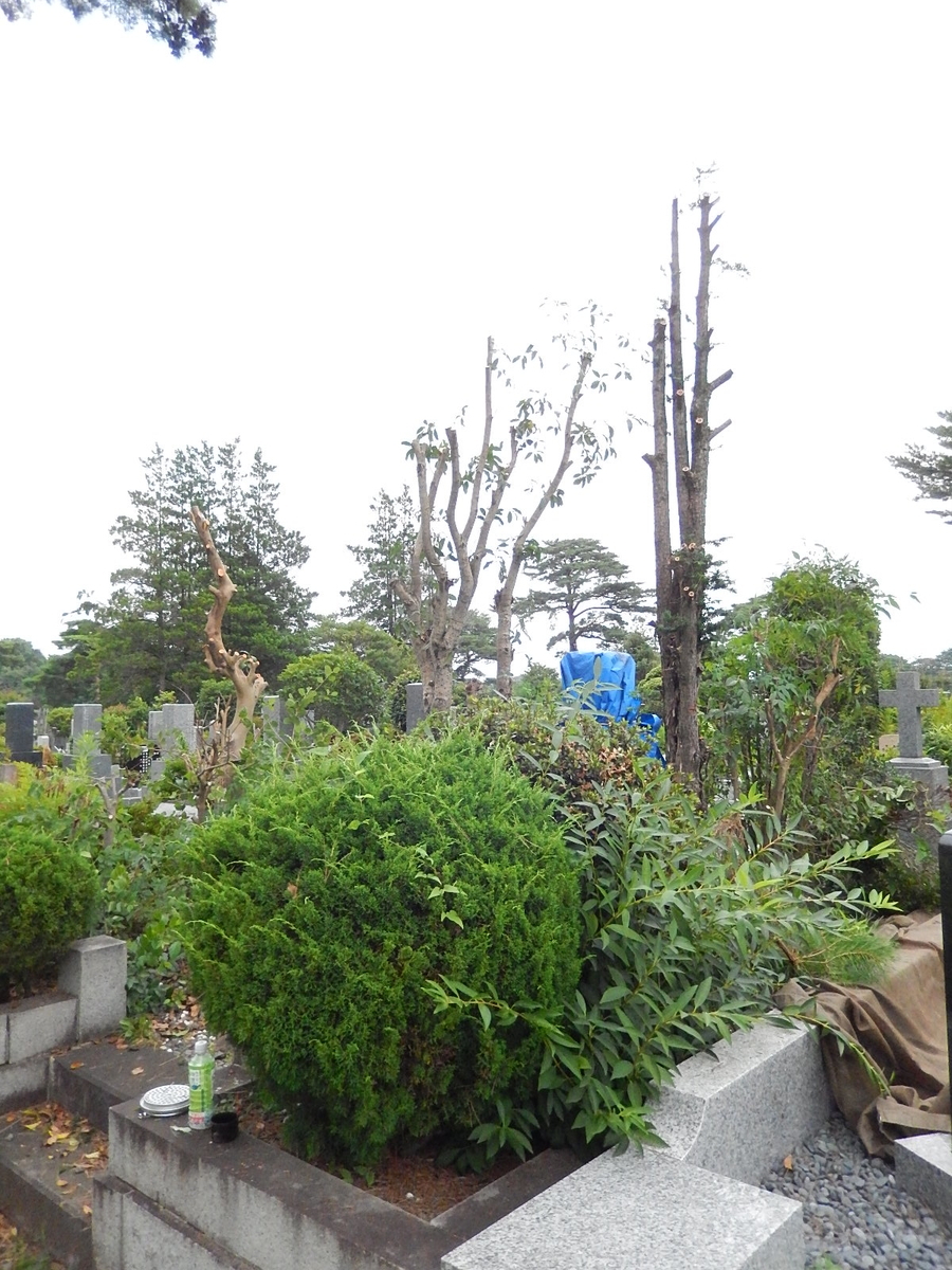 f:id:yakichimususu:20210713203705j:plain