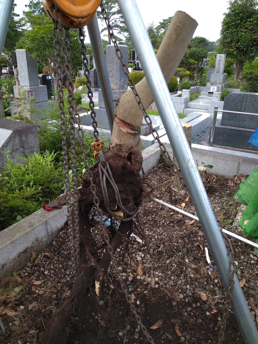 f:id:yakichimususu:20210713204125j:plain