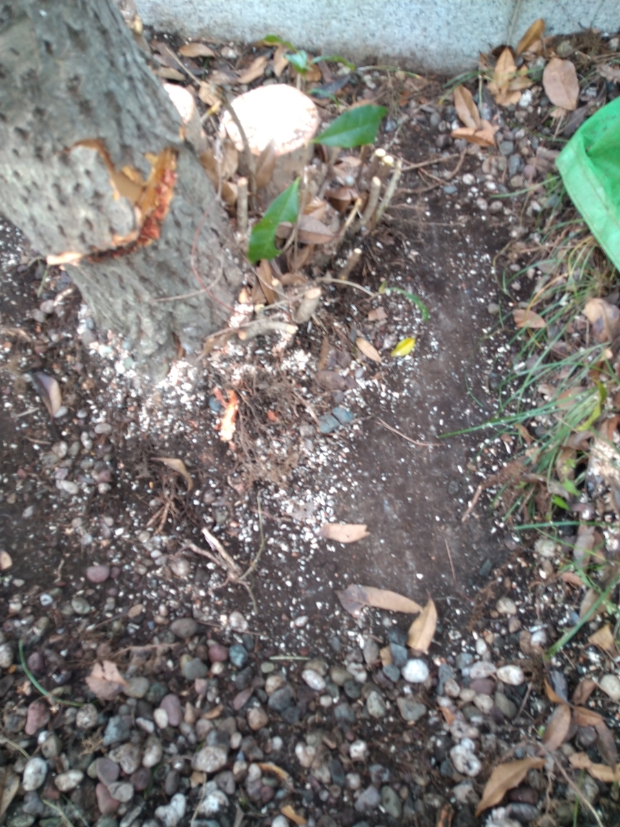 f:id:yakichimususu:20210713204421j:plain