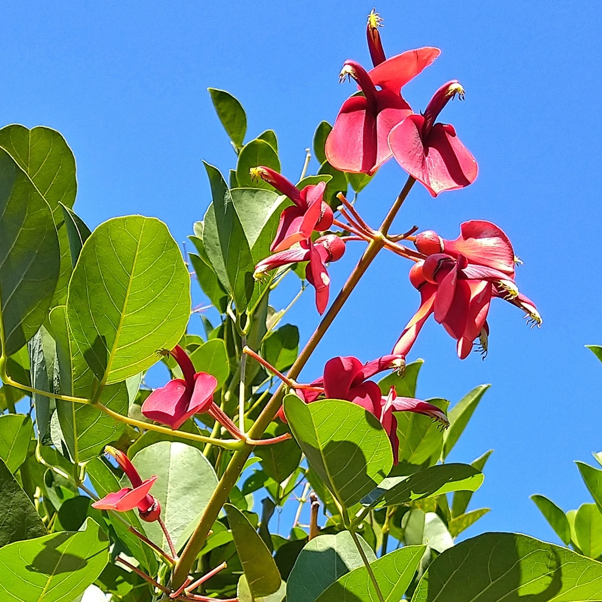 f:id:yakichimususu:20211029204105j:plain