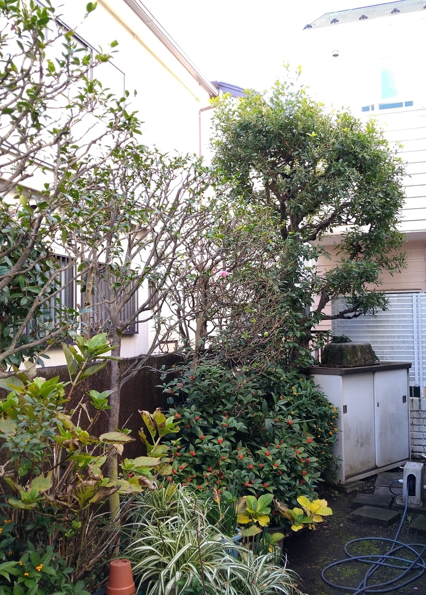 f:id:yakichimususu:20211209182127j:plain