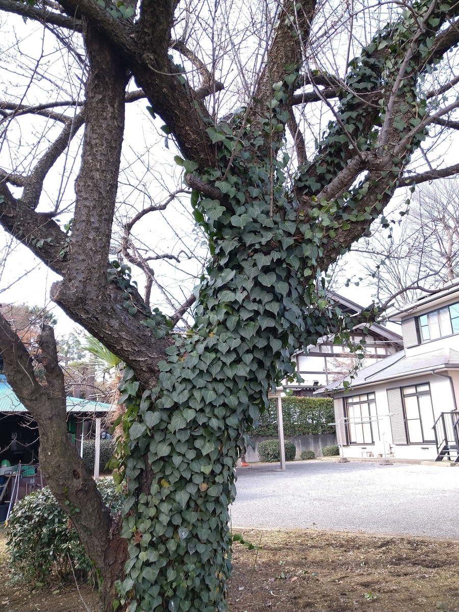 f:id:yakichimususu:20211224183225j:plain