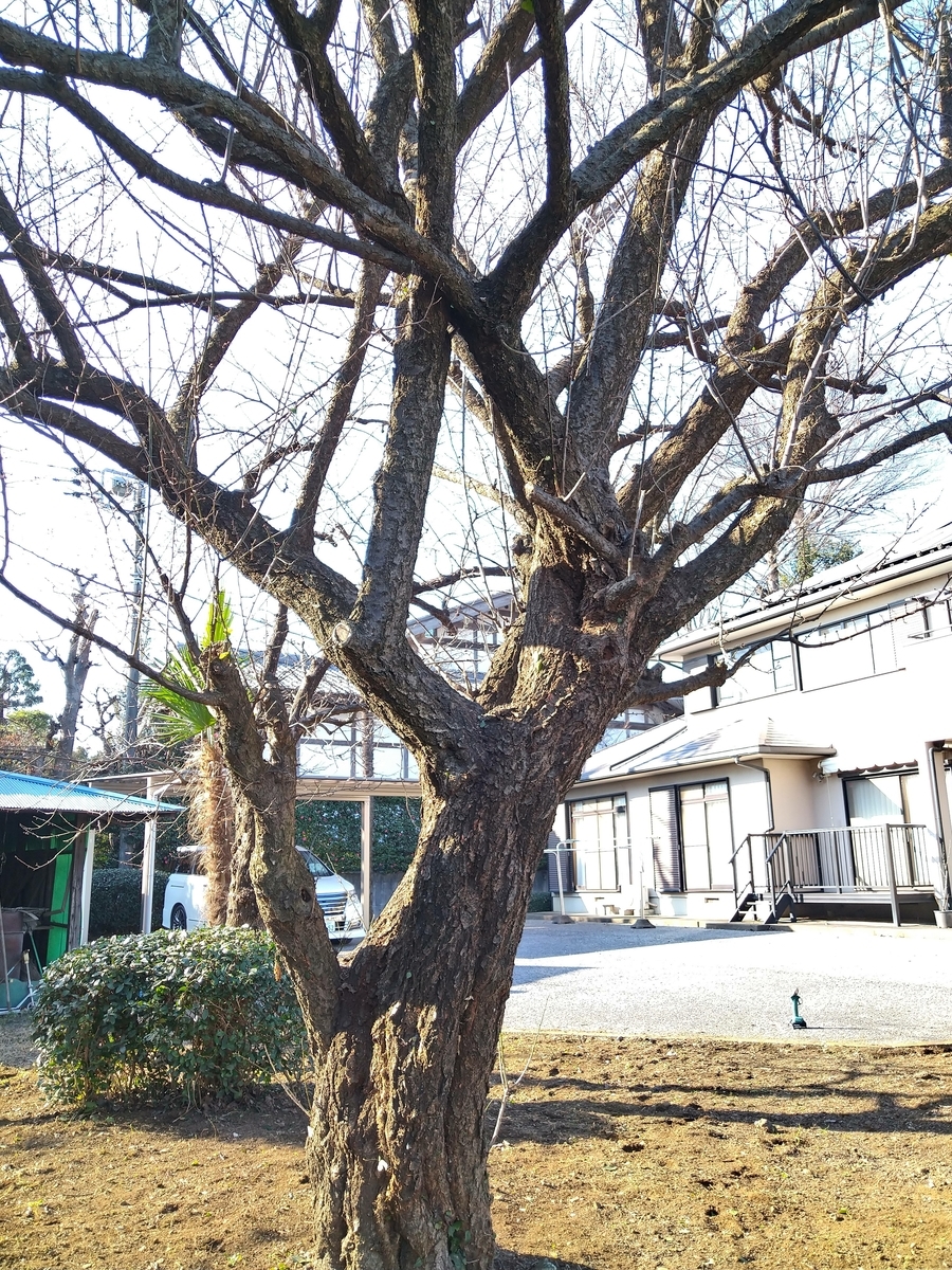 f:id:yakichimususu:20211224183257j:plain