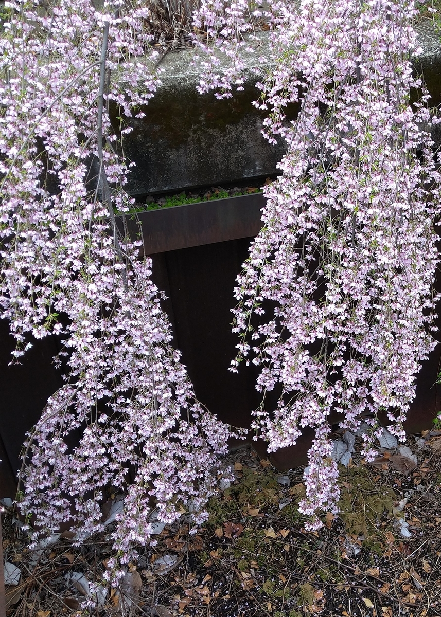 f:id:yakichimususu:20220401200317j:plain