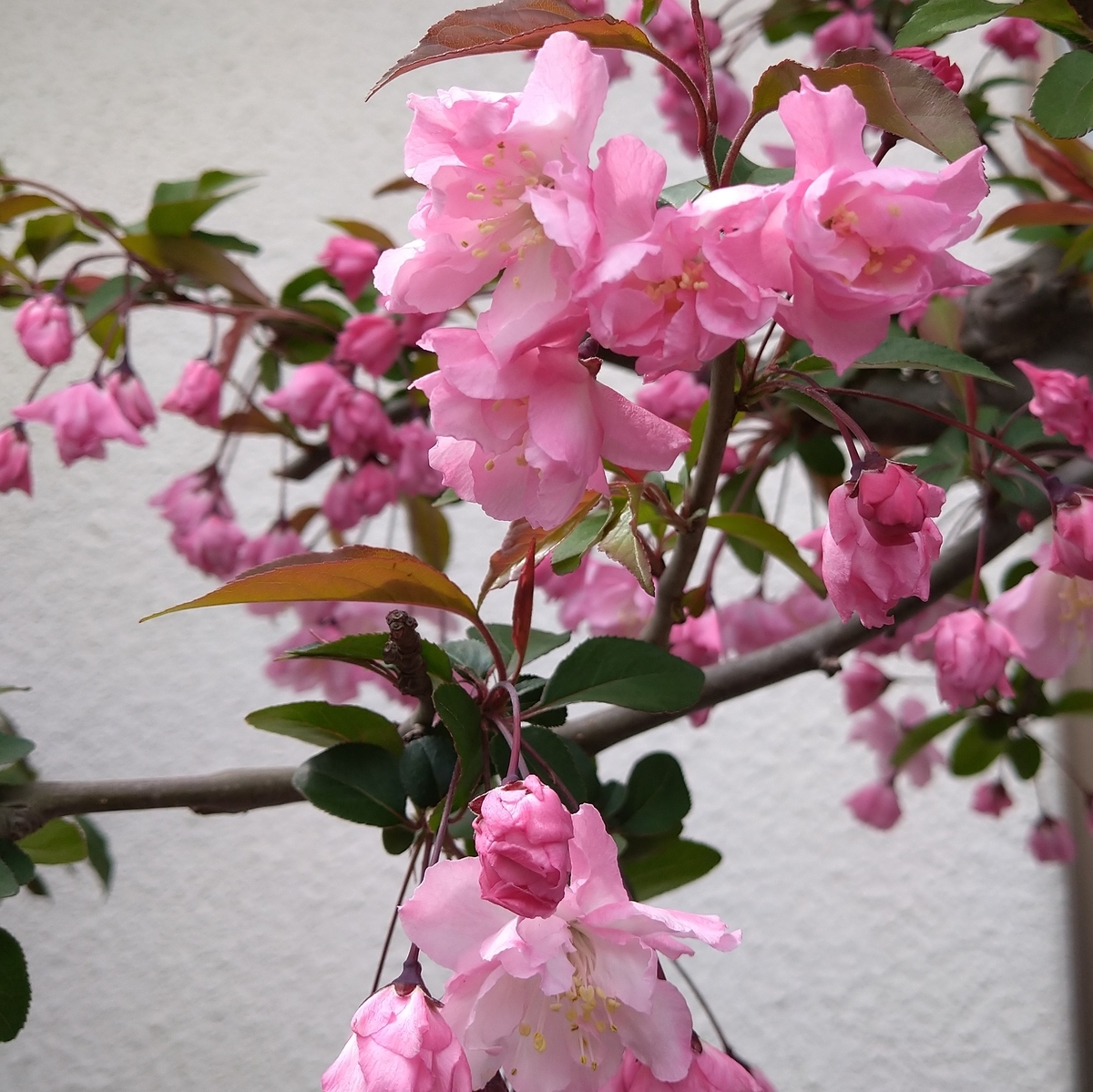 f:id:yakichimususu:20220401200816j:plain
