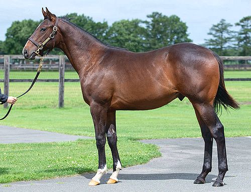 出資馬紹介】ピクシーナイト - 焼魚定食の表示価格には消費税が含まれ