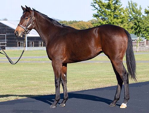 シルクなお馬さん（1歳・関東牝馬） - 焼魚定食の表示価格には消費税