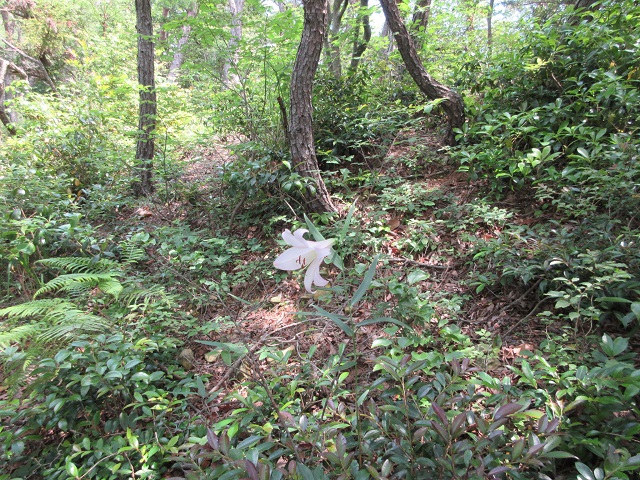 f:id:yakir1300:20200626075524j:plain