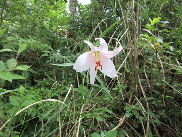 f:id:yakir1300:20200626075725j:plain