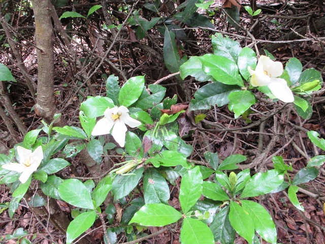 f:id:yakir1300:20200626075829j:plain