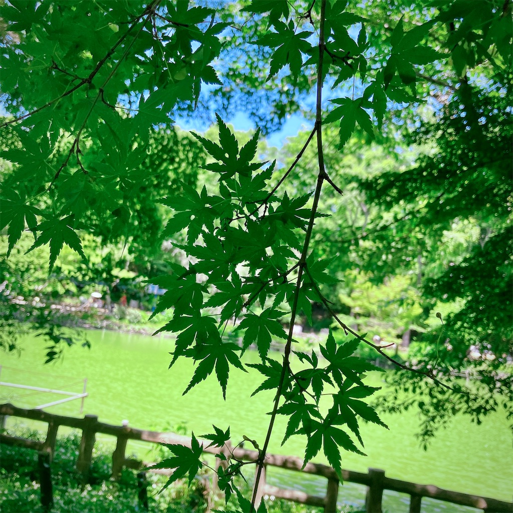 f:id:yakisobacurry:20260531174217j:image f:id:yakisobacurry:20260531174217j:image