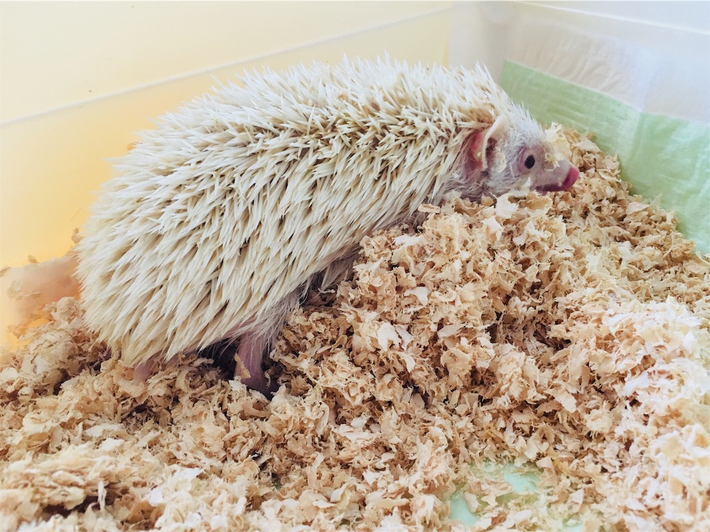 f:id:yakitoripie:20180501203551j:image f:id:yakitoripie:20180501203551j:image