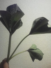 f:id:yako:20121110231917j:image:w180,h240,right