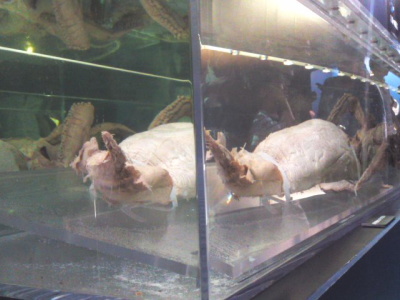 f:id:yako:20130729002025j:image:w400,h300