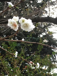 f:id:yako:20161030225149j:image:w200,h266,left
