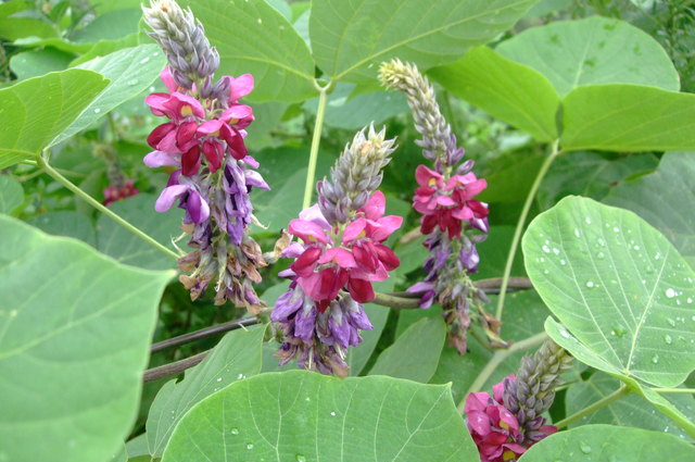 これまでで最高の葛 花言葉 すべての美しい花の画像 これまでで最高の葛 花言葉 すべての美しい花の画像