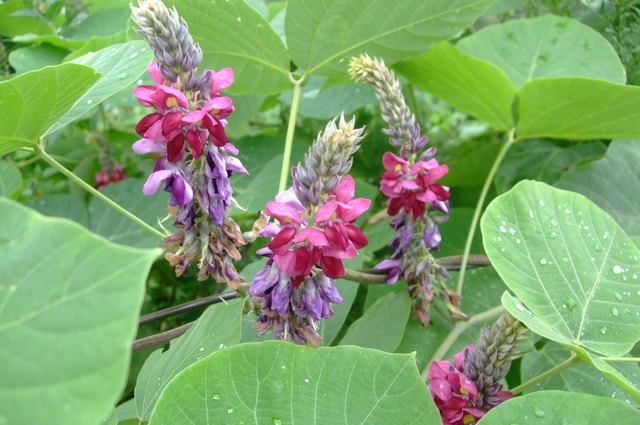 これまでで最高の葛 花言葉 すべての美しい花の画像