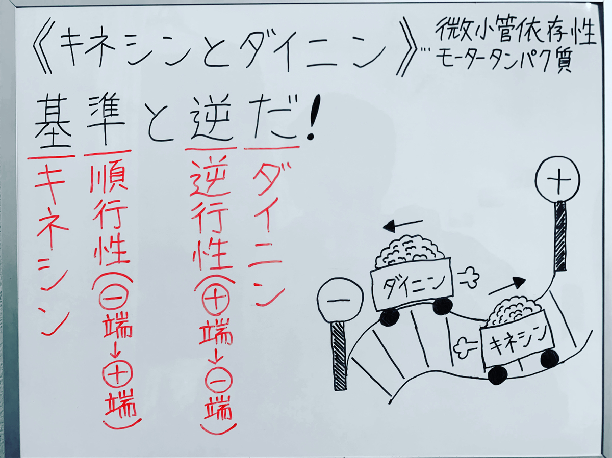 f:id:yakugakun:20200503151238j:plain f:id:yakugakun:20200503151238j:plain