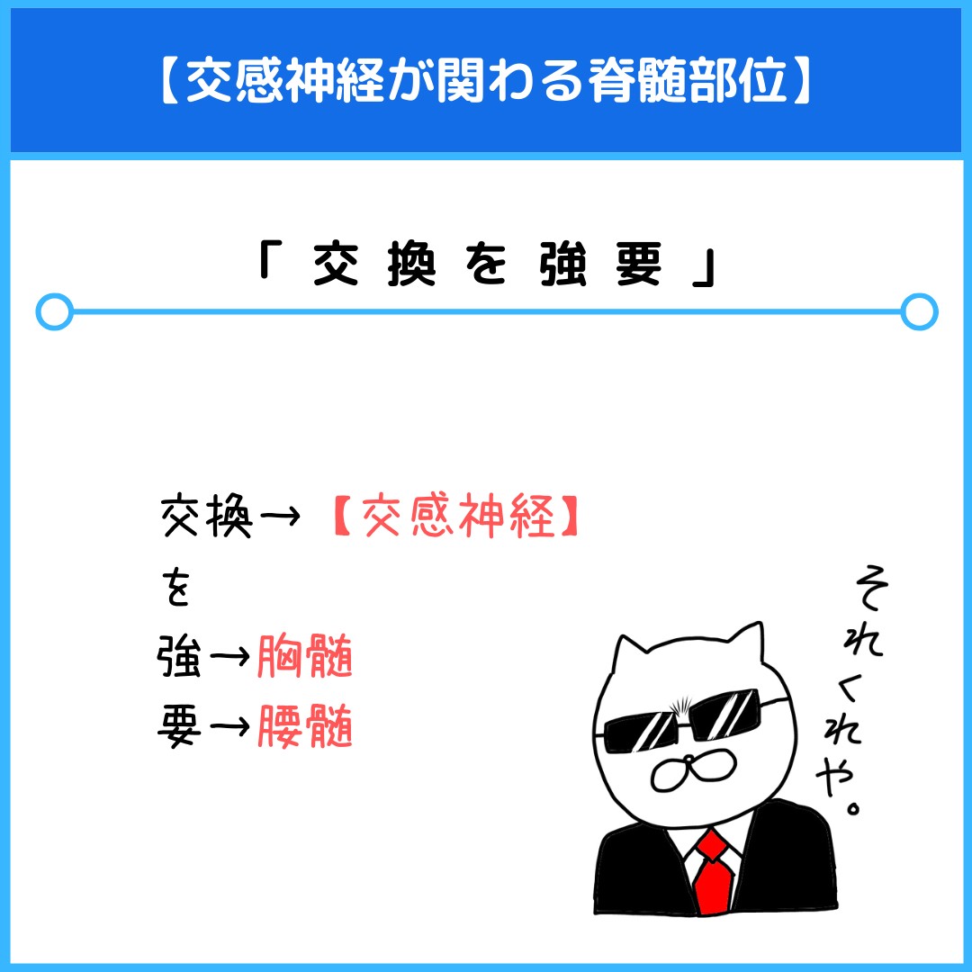 交感神経が関わる脊髄部位のゴロ 覚え方 薬学ゴロ 薬学部はゴロでイチコロ