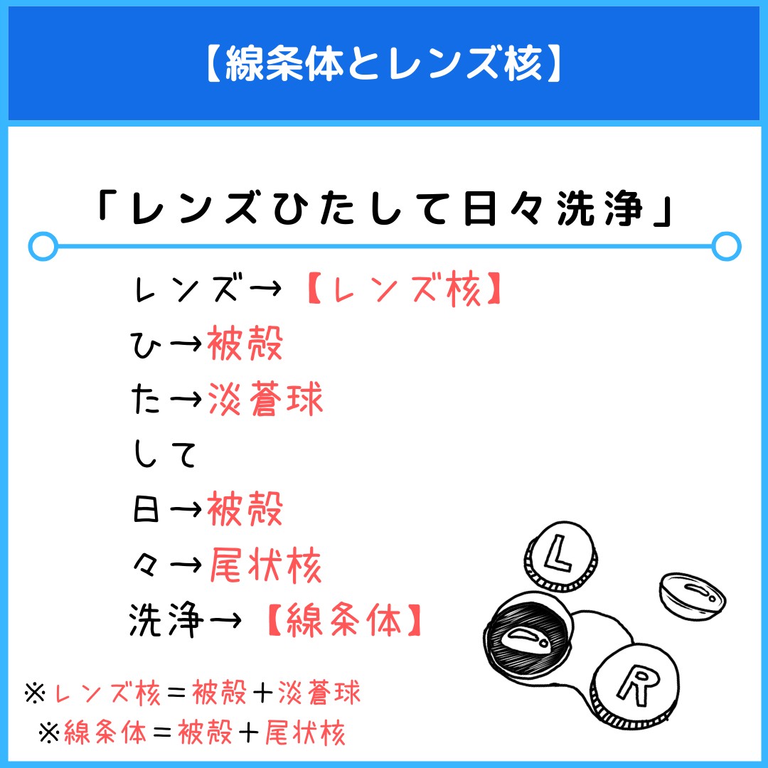 線条体とレンズ核のゴロ 覚え方 薬学ゴロ 薬学部はゴロでイチコロ