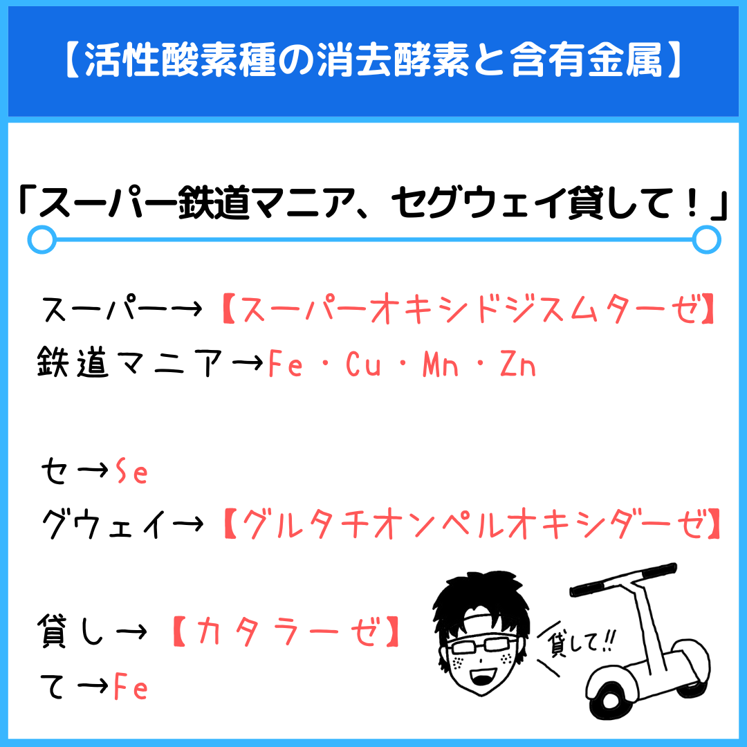 活性酸素種の除去酵素のゴロ（覚え方）｜薬学ゴロ - 薬学部はゴロで