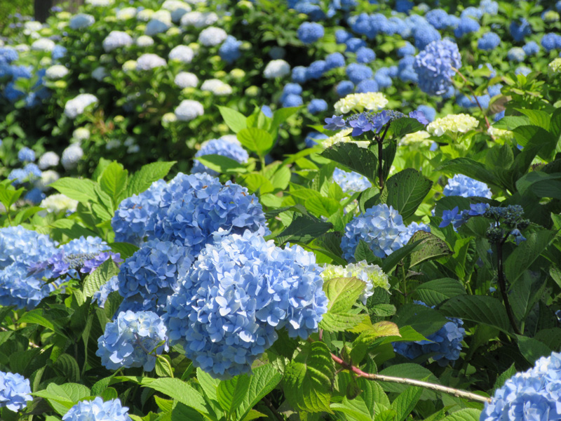 f:id:yakumi3203:20170714105225j:plain f:id:yakumi3203:20170714105225j:plain