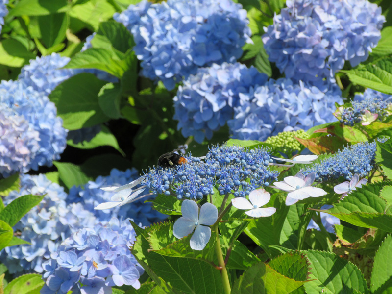 f:id:yakumi3203:20170714105531j:plain f:id:yakumi3203:20170714105531j:plain