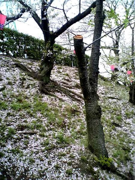 桜の絨毯