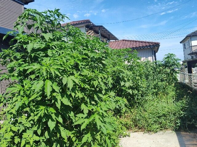 f:id:yakumo307:20240801185206j:image
