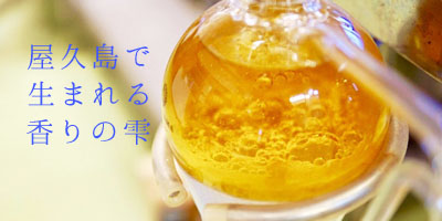 f:id:yakushimaouen:20200518154644j:plain f:id:yakushimaouen:20200518154644j:plain