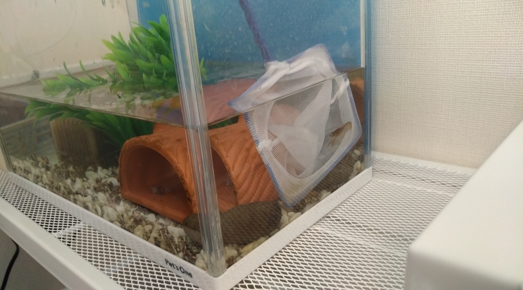 f:id:yakuzari:20190225222516j:plain f:id:yakuzari:20190225222516j:plain