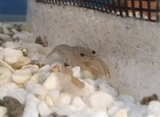 f:id:yakuzari:20190622223435j:plain 控えめなルパンレンジャー1