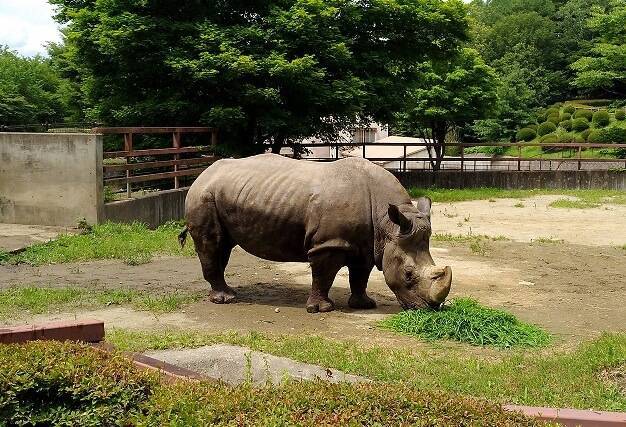 食事中のサイ