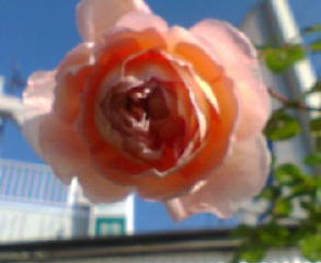 f:id:yallah:20091127003345j:image