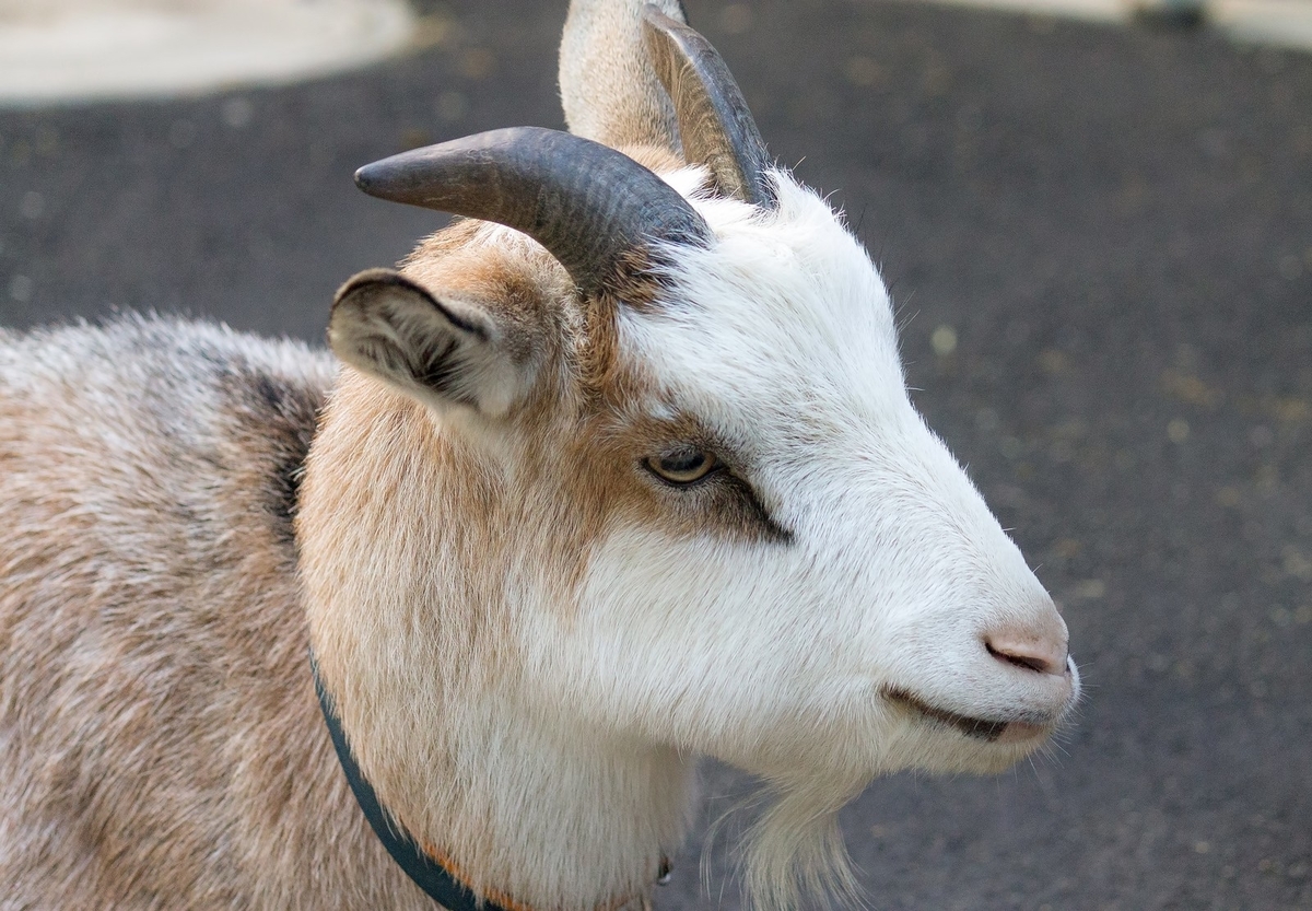 スガンさんのやぎ』のオチが悲しすぎるので、後半を創作してみた