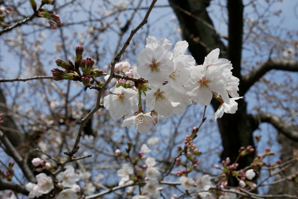 f:id:yama300gifu:20210320140223j:plain