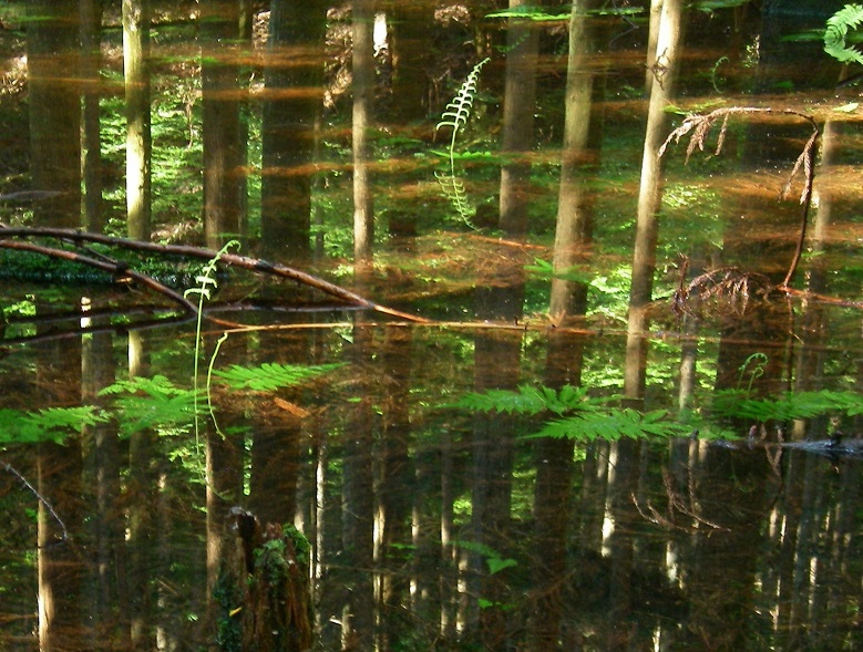 f:id:yama31183:20200530183056j:plain