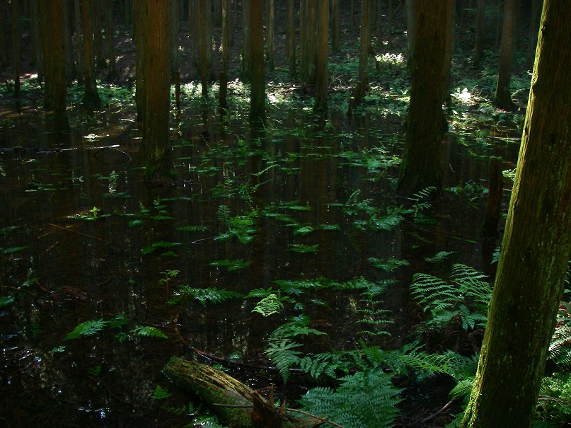 f:id:yama31183:20200530183604j:plain