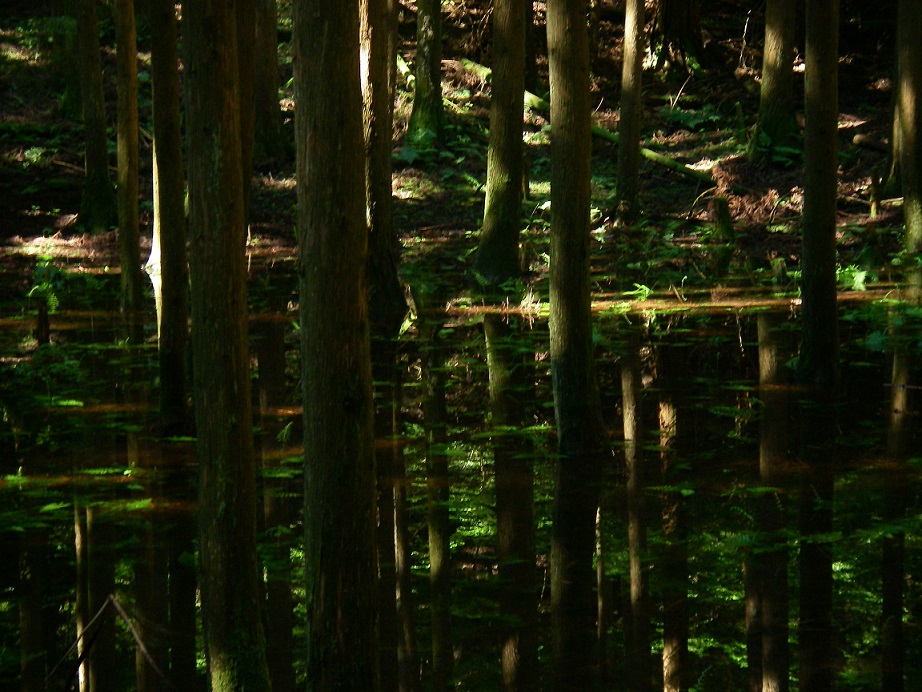 f:id:yama31183:20200530183634j:plain