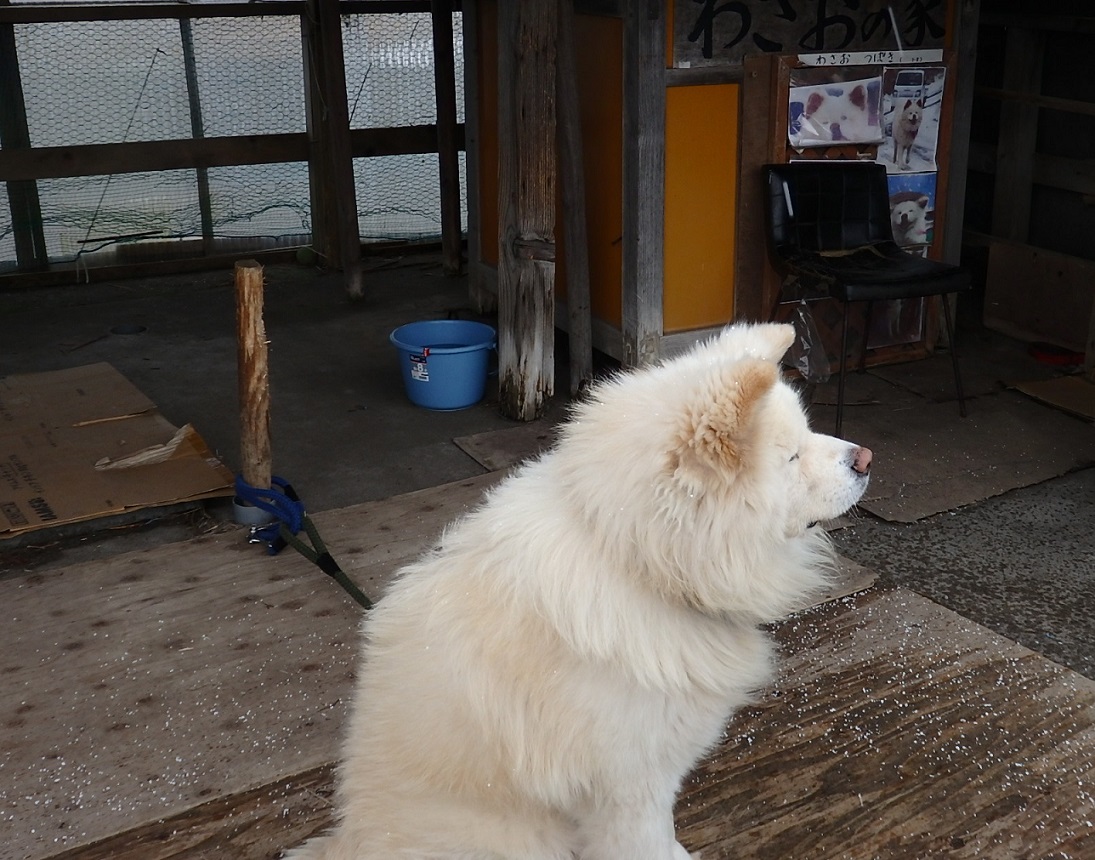 No:008【青森県】ブサカワ犬「わさお」永眠！過去に一度だけ会った日を