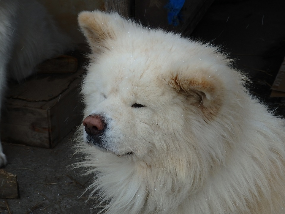 No:008【青森県】ブサカワ犬「わさお」永眠！過去に一度だけ会った日を