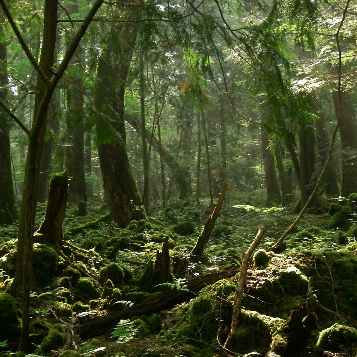 No 019 山梨県 自殺の名所 青木ヶ原樹海 誰もいない早朝に単独探索してみた 週末大冒険