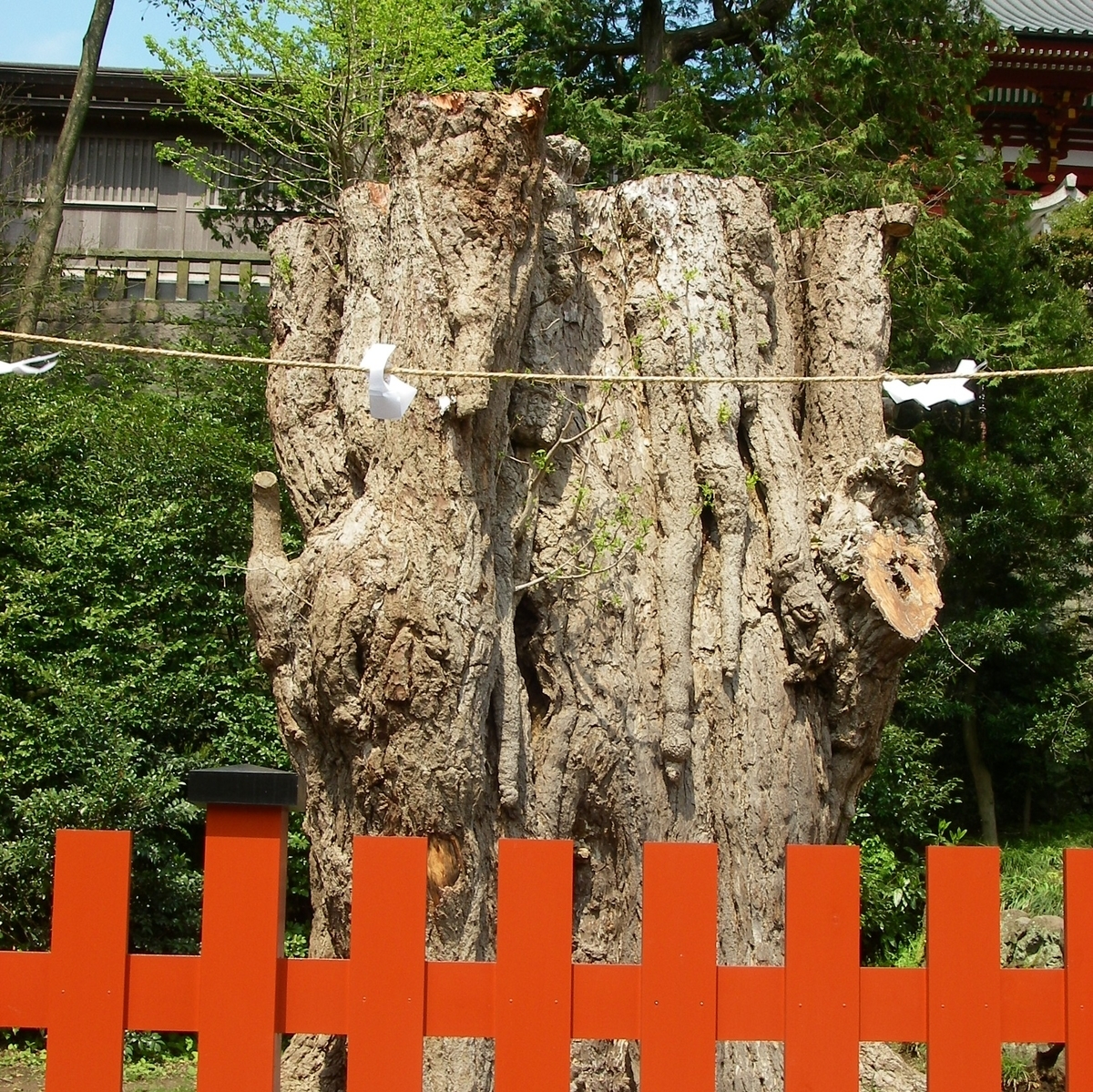 鶴岡 八幡宮 大 銀杏