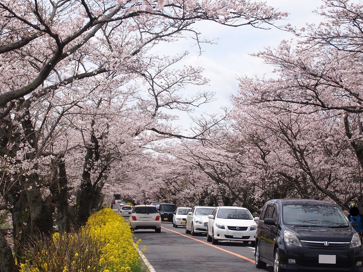 No.186【栃木県】今年で見納めだ！「早乙女桜並木」は伐採される