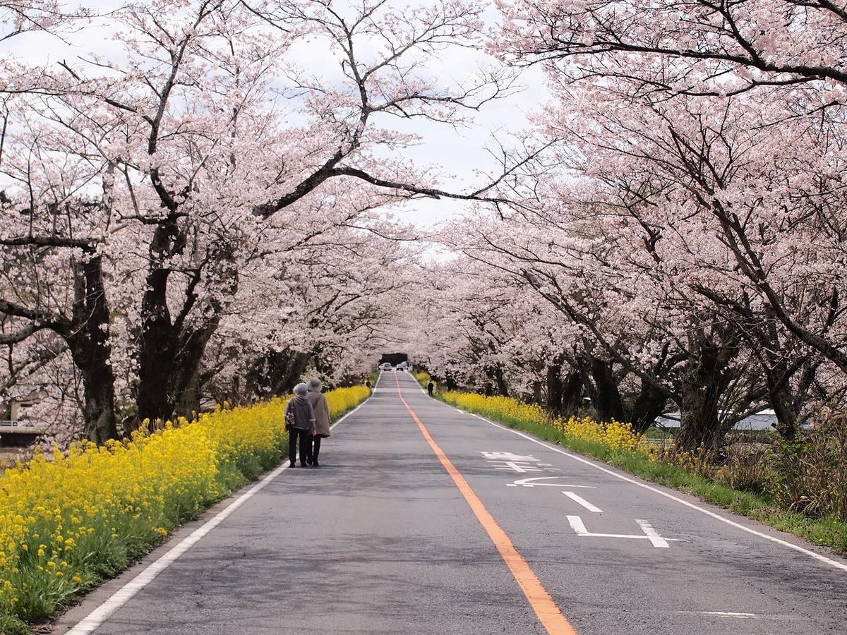 目で見る上州の道 No.186【栃木県】今年で見納めだ！「早乙女桜並木」は伐採される