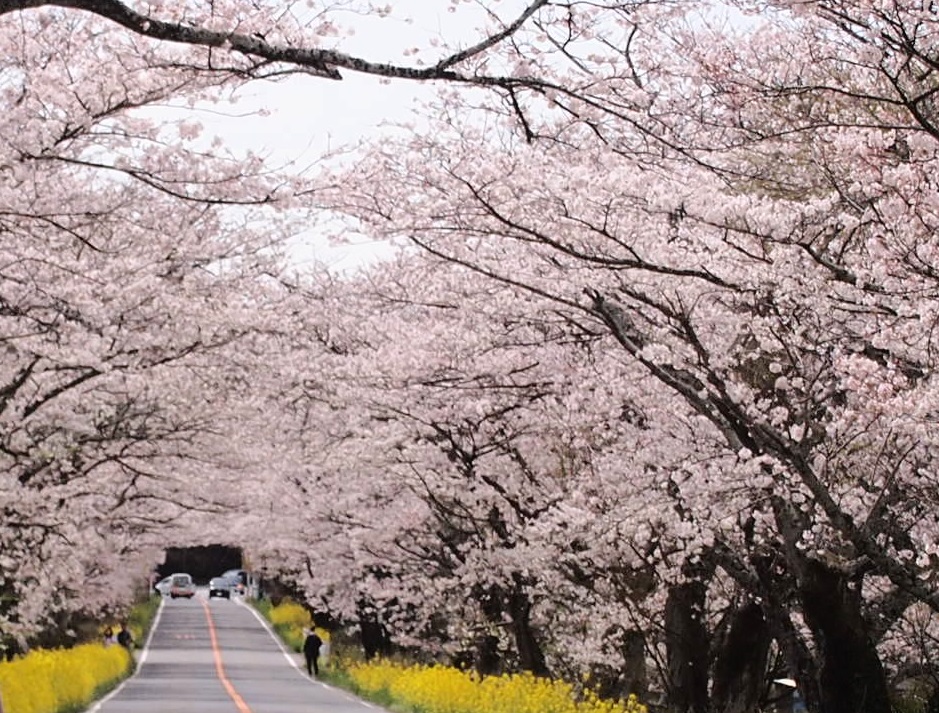f:id:yama31183:20220413193607j:plain