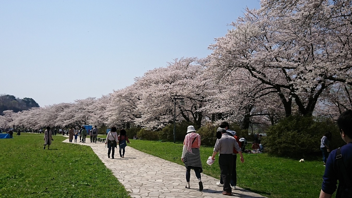 No.467【岩手県】みちのく三大桜名所の「北上展勝地」！！桜並木