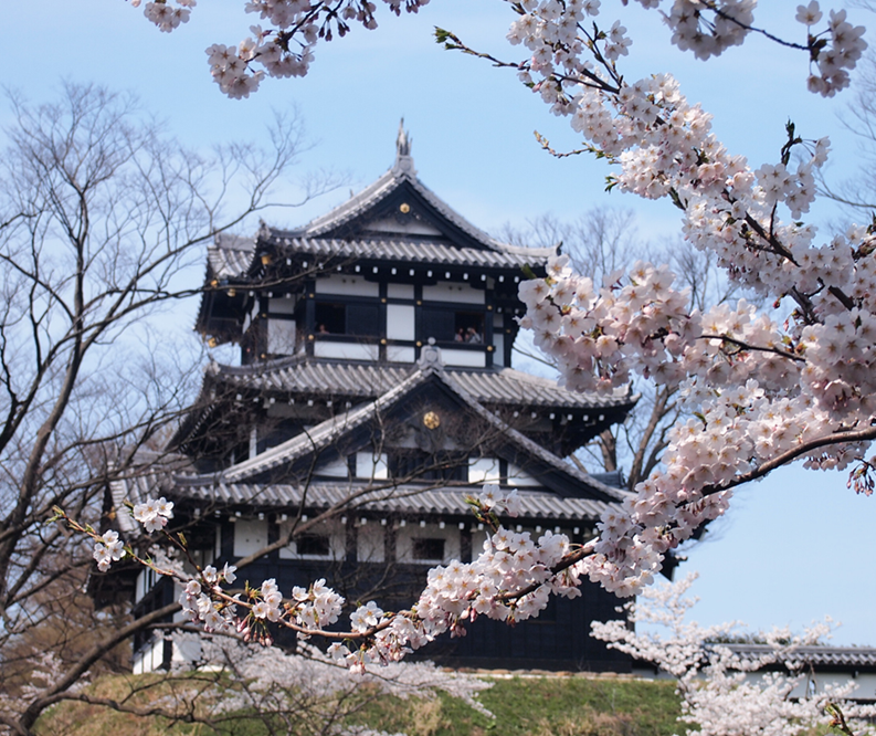 No.562【新潟県】日本三大夜桜「高田城址」！！昼も夜も模擬店も